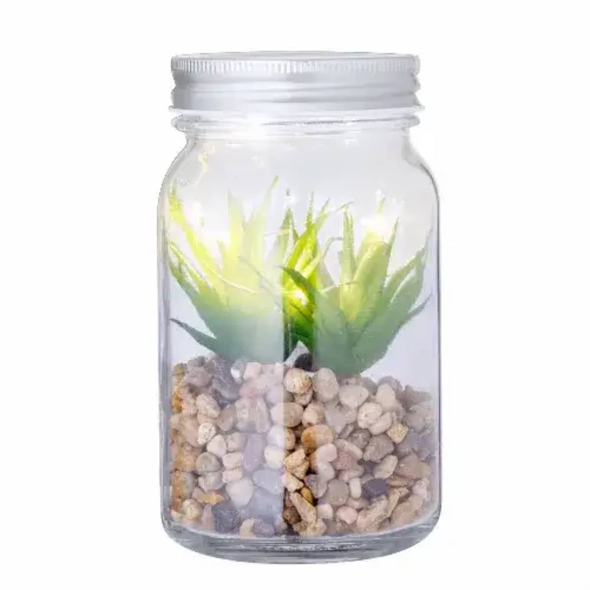 Decorative Plant - Kyala