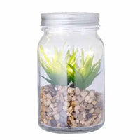 Decorative Plant - Kyala