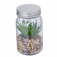 Decorative Plant - Kyala