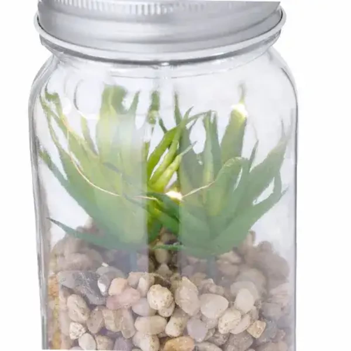 Decorative Plant - Kyala