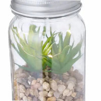 Decorative Plant - Kyala