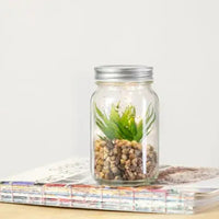 Decorative Plant - Kyala