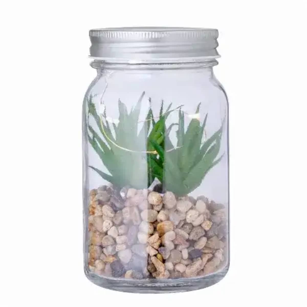 Decorative Plant - Kyala