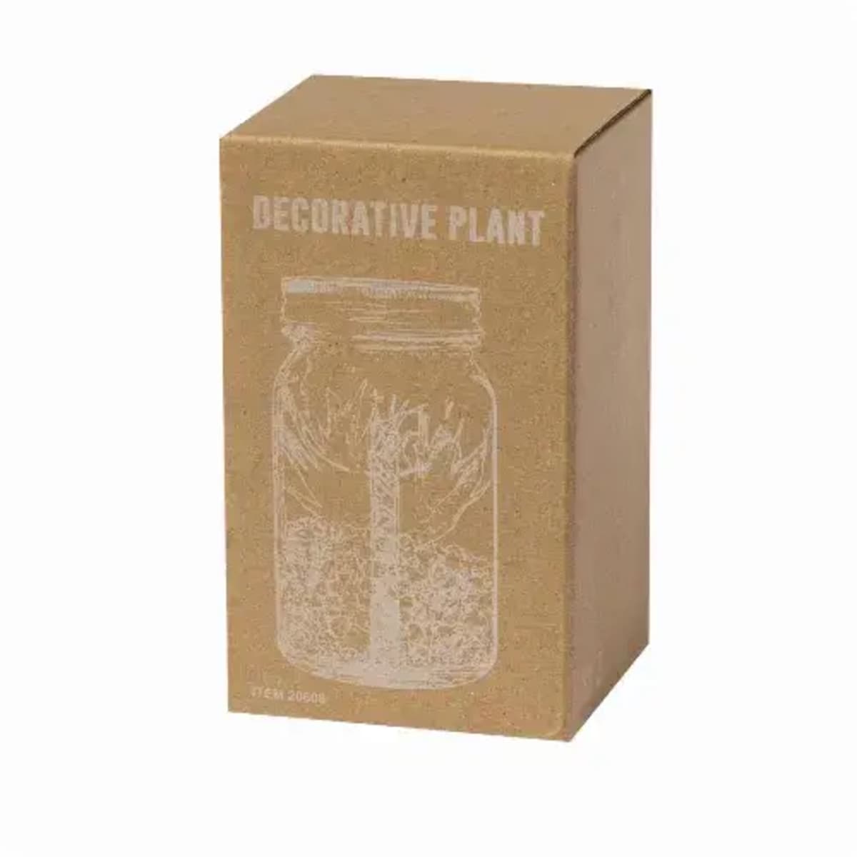 Decorative Plant - Kyala