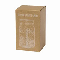 Decorative Plant - Kyala