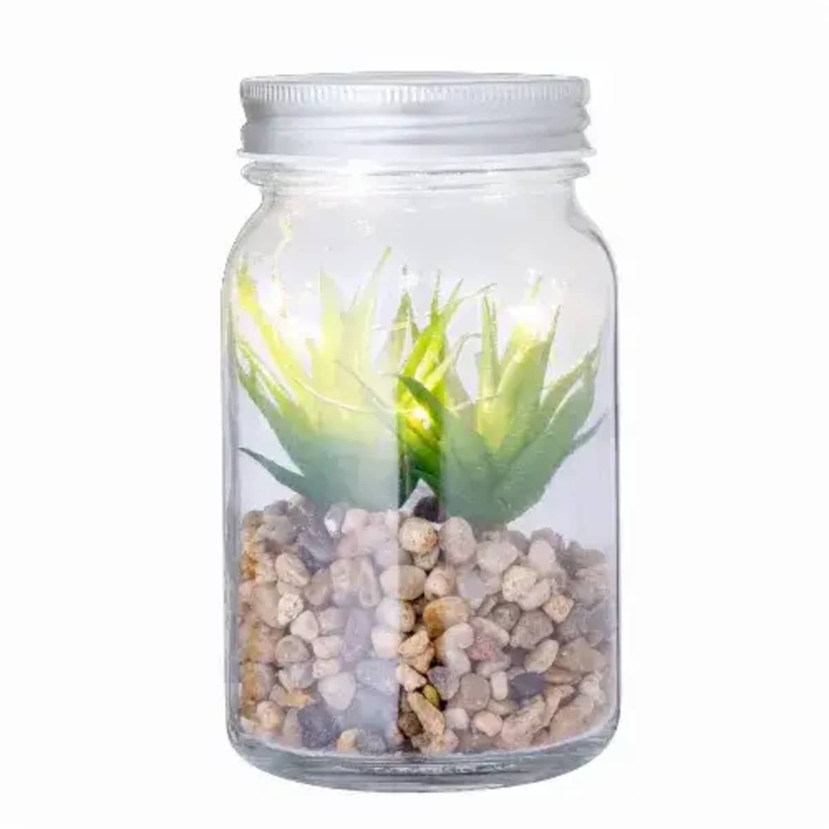 Decorative Plant - Kyala