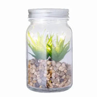 Decorative Plant - Kyala