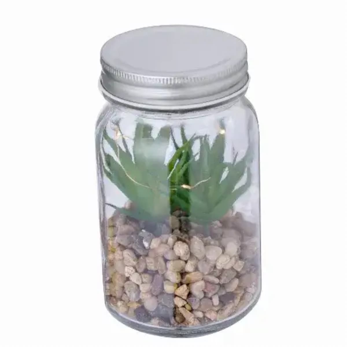 Decorative Plant - Kyala