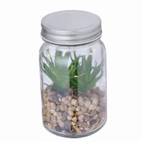 Decorative Plant - Kyala