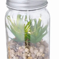 Decorative Plant - Kyala