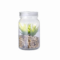 Decorative Plant - Kyala