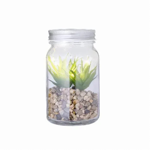 Decorative Plant - Kyala